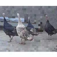 4عدد بوقلمون ماده چاق|حیوانات مزرعه|کوهدشت, |دیوار