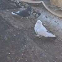 کبوتر
