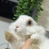 لوپ چشم ابی نژاد ترکیش