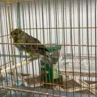 فروش قناری و سهره سر سیاه