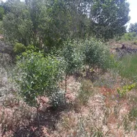 گمشده