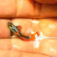 گوپی نژاد دامبو گرید A