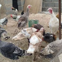 خروس و بوقلمون محلی جوان|حیوانات مزرعه|هشتگرد, ینگی امام|دیوار