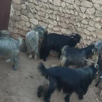 چهار عدد کره پاییزه