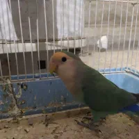 نر و ماده کوتوله. تکی و جفتی