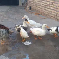 جوجه و اردک