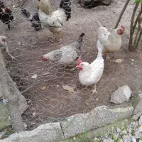 فروش مرغ وخروس