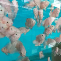 انواع ماهی، عمده