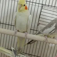 عروس هلندی|پرنده|پاکدشت, پاکدشت (مامازند)|دیوار