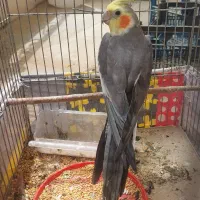 یک عدد عروس هلندی آواز خوان