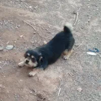 سگ خارجی اشپیتز