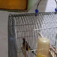سهره|پرنده|بهبهان, |دیوار