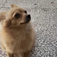 پامرین روباهی نر ماده|سگ|قم, پشت انبار نفت|دیوار