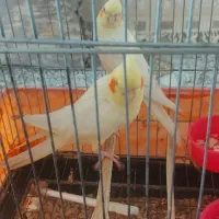 عروس هلندی جفت مولد واقعی با۲تا جوجه|پرنده|گلستان (تهران), |دیوار