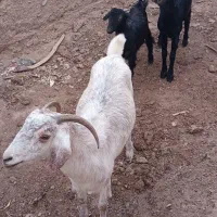 بز همراه دوشنک نر