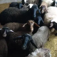 گوسفند برای نگهداری|حیوانات مزرعه|نمین, |دیوار