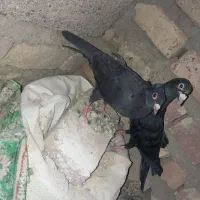 کبتر|پرنده|زابل, |دیوار