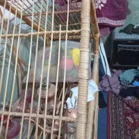 قفس چوبی