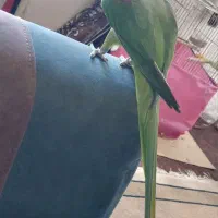 شاه طوطی اسکندری