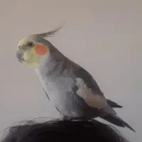 گمشده یک عدد عروس هلندی گمشده