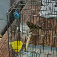 چند گلبسر نر حلقه پا درشت و کشیده بخون دهن سهره|پرنده|الیگودرز, |دیوار