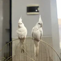 عروس هلندی الابینو رام و دستی