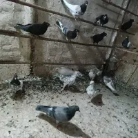 هرکس کبوتر یاهو ناجلد درجه یک میخواد بسم الله