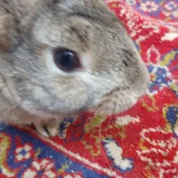 خرگوش|موش و خرگوش|ورامین, ورامین|دیوار