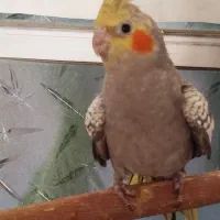 عروس هلندی جوجه|پرنده|یزد, |دیوار