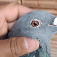 کبوتر آلمانی