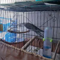 طوطی عروس وایت فیس نر