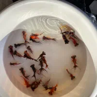 پخش عمده ماهی قرمز