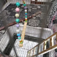 قفس بزرگ|لوازم جانبی حیوانات|تهران, تولید دارو|دیوار