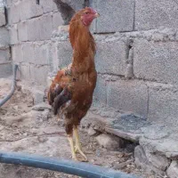 خروس لاری اصیل