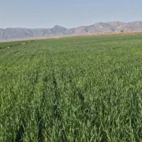 فروش زمین ۱۵ هکتار در بلهرات میانجلگه روستای ذمه|فروش زمین و ملک کلنگی|نیشابور, خیام|دیوار
