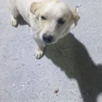 سگ پاکوتاه روباهی|سگ|یزد, |دیوار