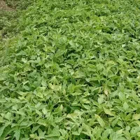 شتیل گوجه فرنگی