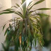 گل پاندانوس بزرگ برگ خنجری