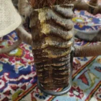 لوستر|لوستر و چراغ آویز|تهران, کاشانک|دیوار