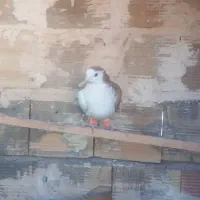 ۴تانرمست گرفتنی|پرنده|محمدیه-قزوین, |دیوار