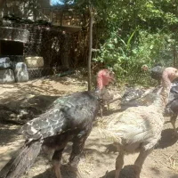 بوقلمون ۴ماهه