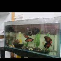 آکواریوم با کل وسایل|ماهی|اسدآباد, |دیوار