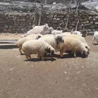 فروش ۹عددبره شیر