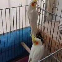 عروس هلندی