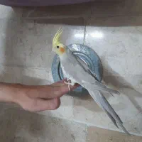 عروس هلندی ماده