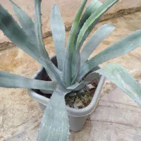 فروش گل خانگی