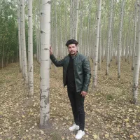 نـهال صنوبــر مقاوم به سرما  فروش ویژه زمستانی