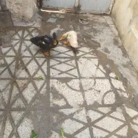 دو عدد مرغابی