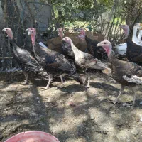 مرغ و خروس بوقلمون