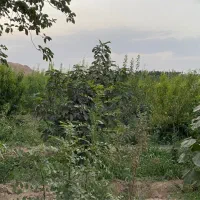 باغ  چهاردیواری